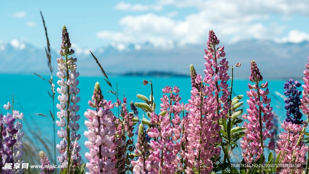 海边绽放的美丽羽扇豆花