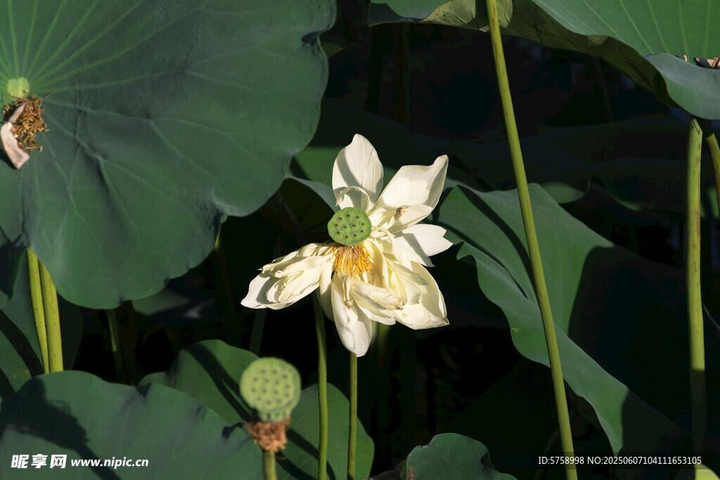 阳光下起舞的白莲花