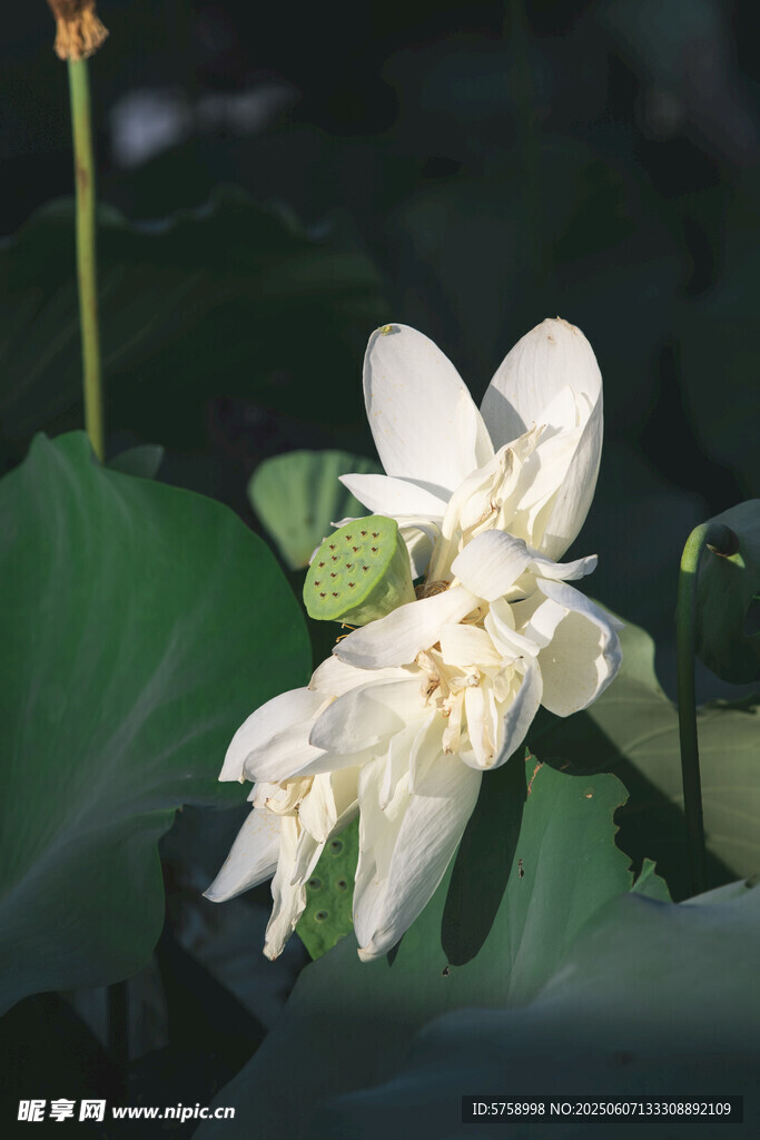 洁白莲花绽放绿叶间