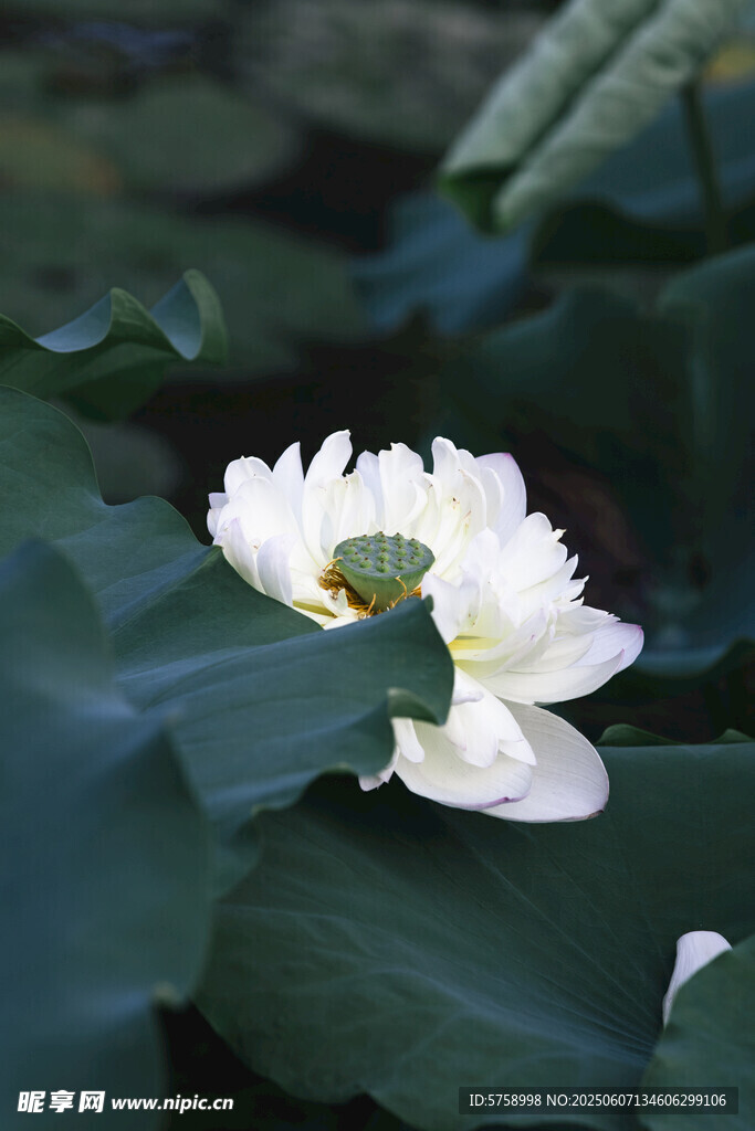 洁白莲花绽放于绿叶间