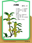 树名牌