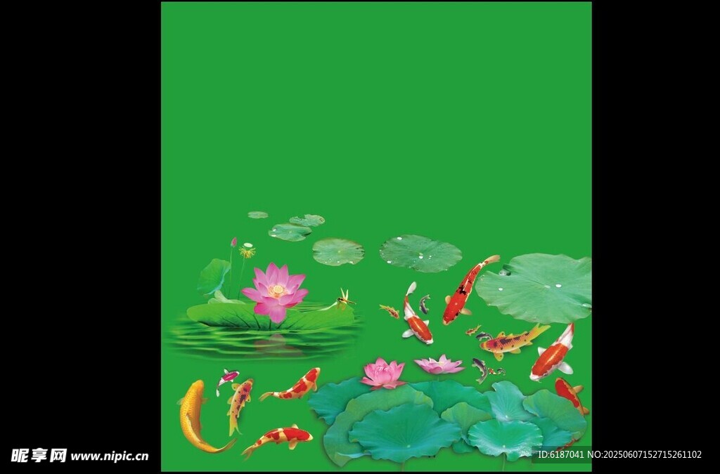 锦鲤戏莲花