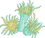 手绘海葵插画