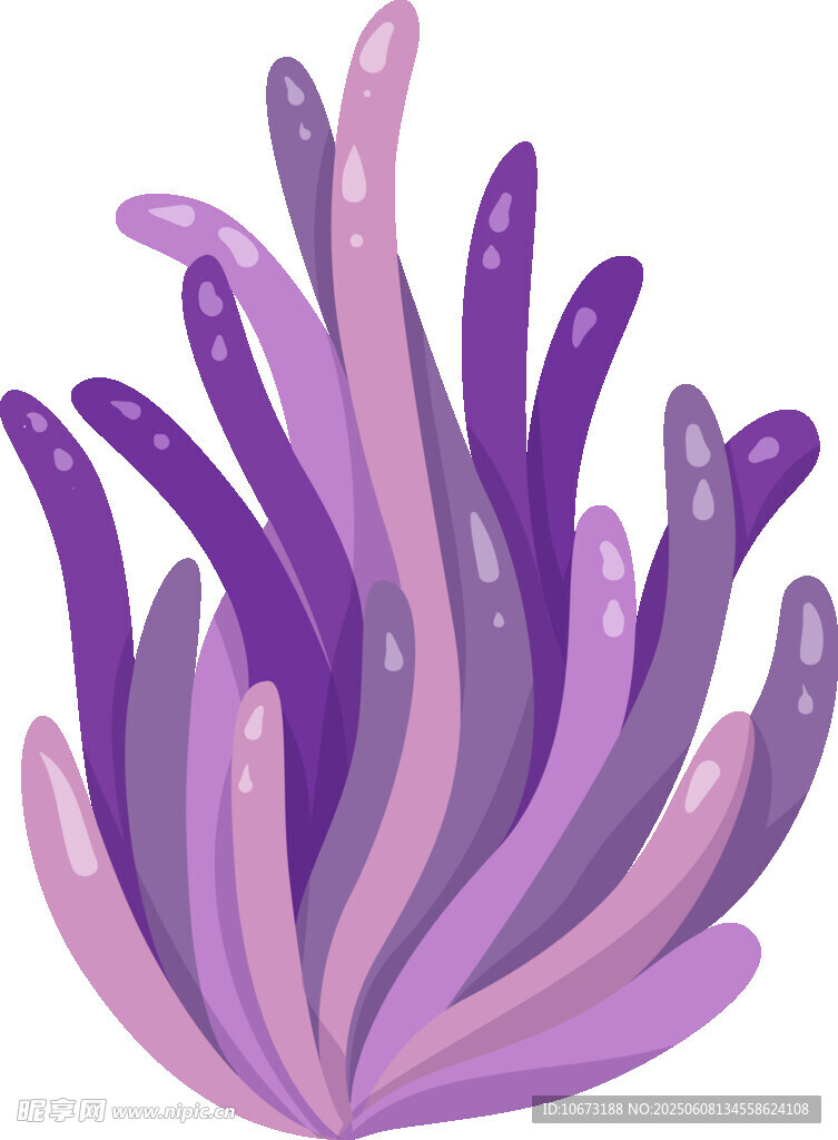 紫色海葵插画