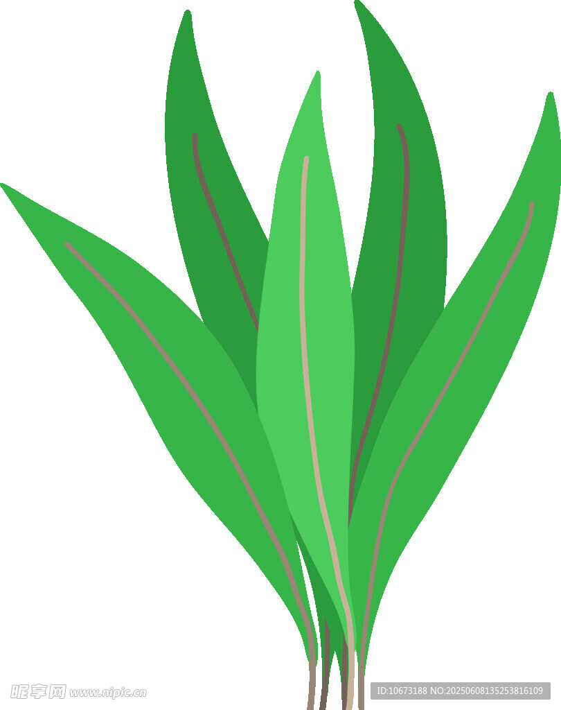 翠绿叶片植物插画