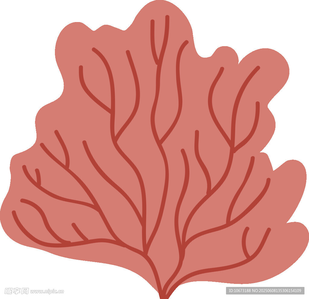 红色海藻类植物插画