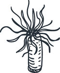 手绘海葵插画