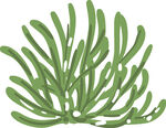 绿色海草插画