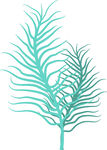 蓝绿色羽状植物插画