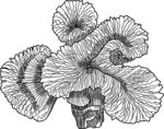 手绘蘑菇图案艺术插画