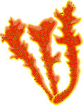 橙红色心形珊瑚图案