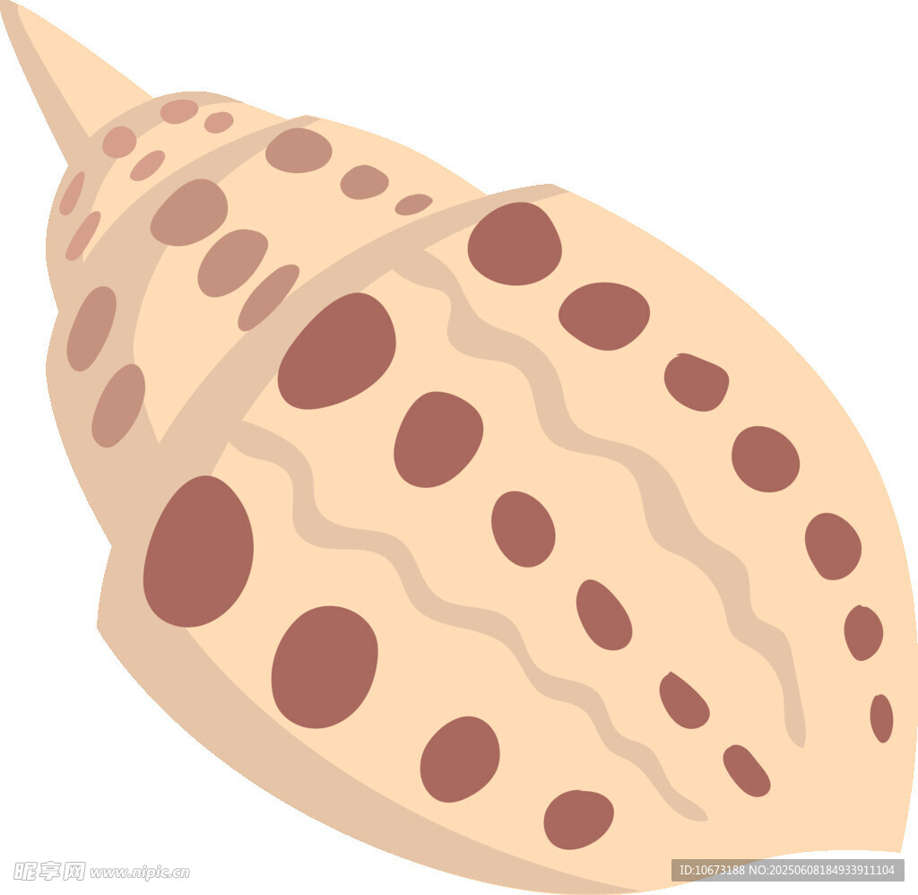斑点海螺插画