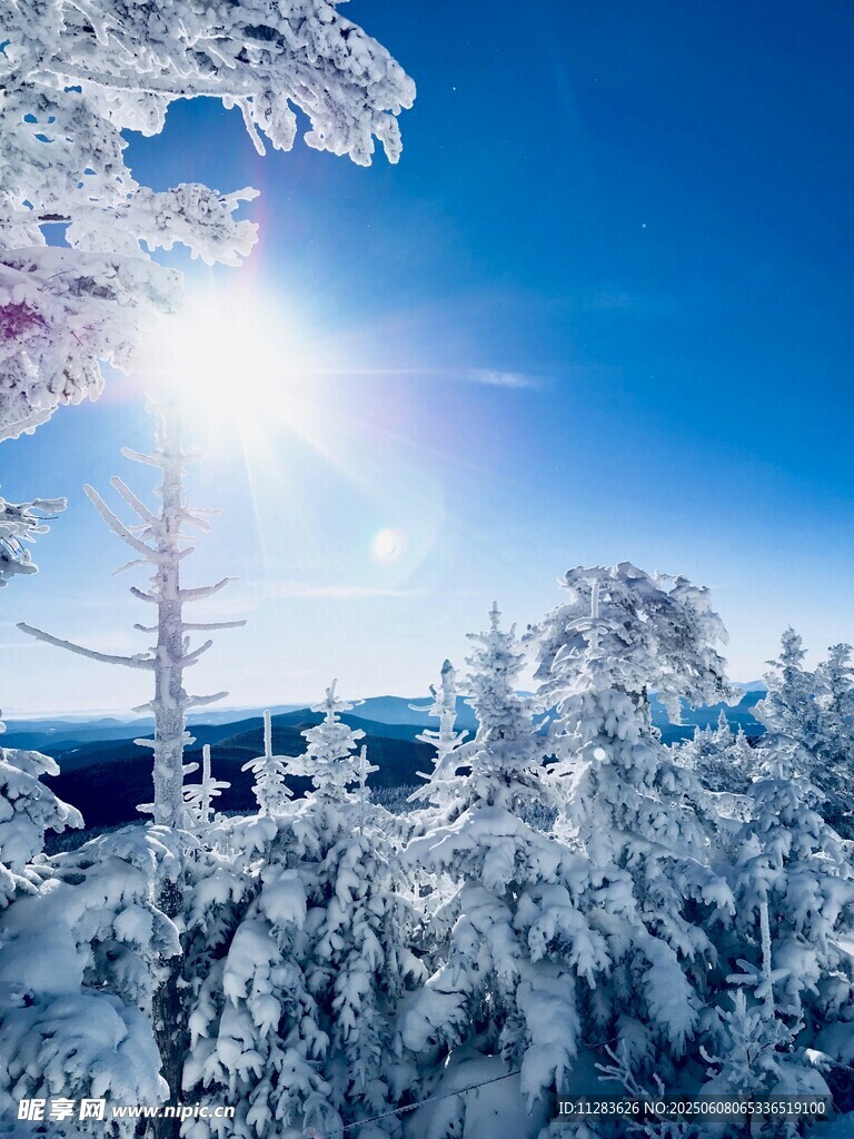 冬日雪林阳光美景