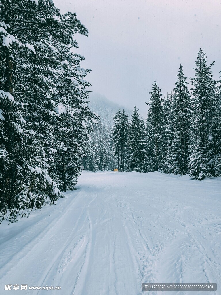 冬日雪林滑雪道美景