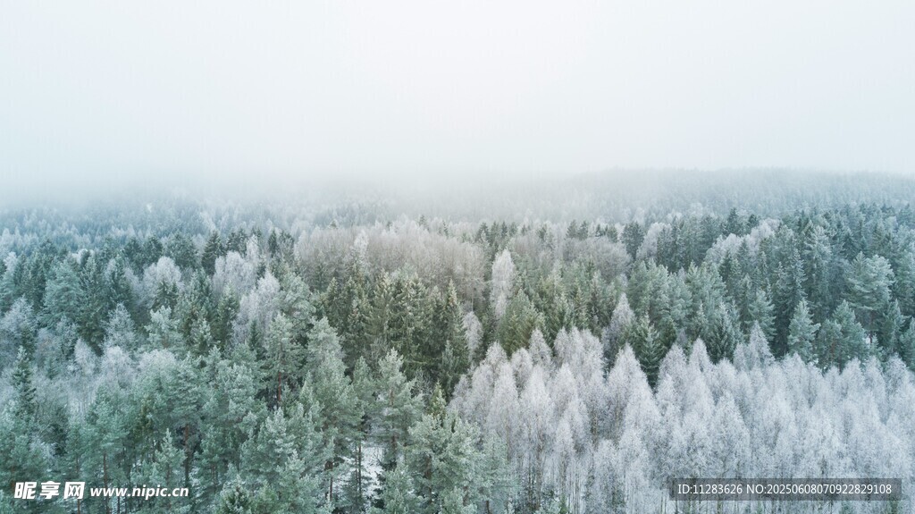 冬日雪覆森林美景