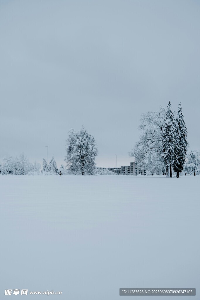 冬日雪景中的静谧树林