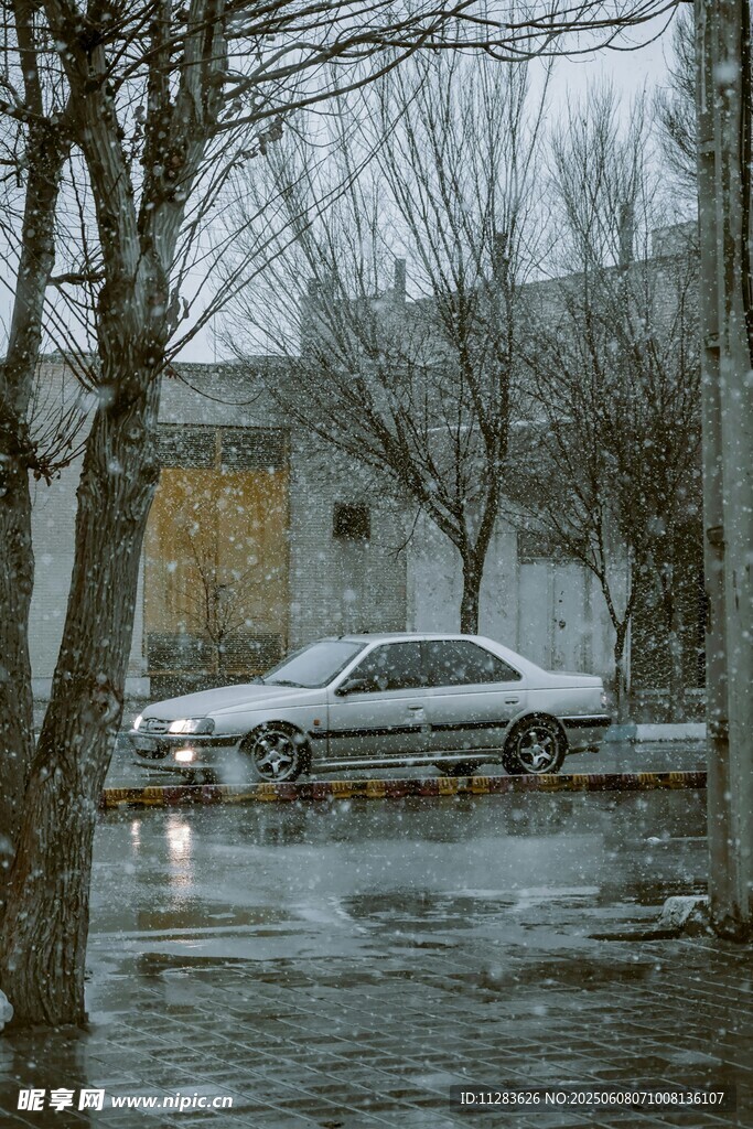 雨中街道旁的车辆与树木