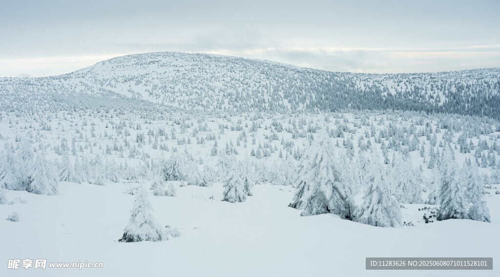 冬日雪覆山林美景