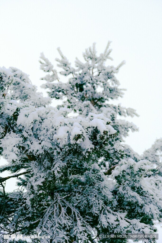 雪覆青松美景