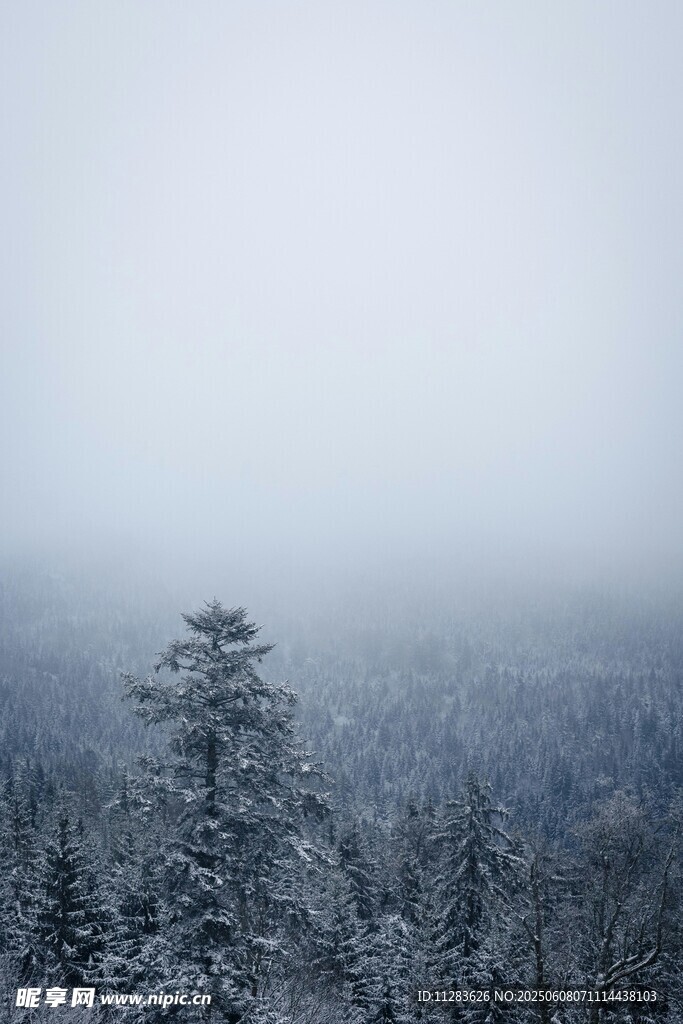 雪覆山林 雾气弥漫的景致