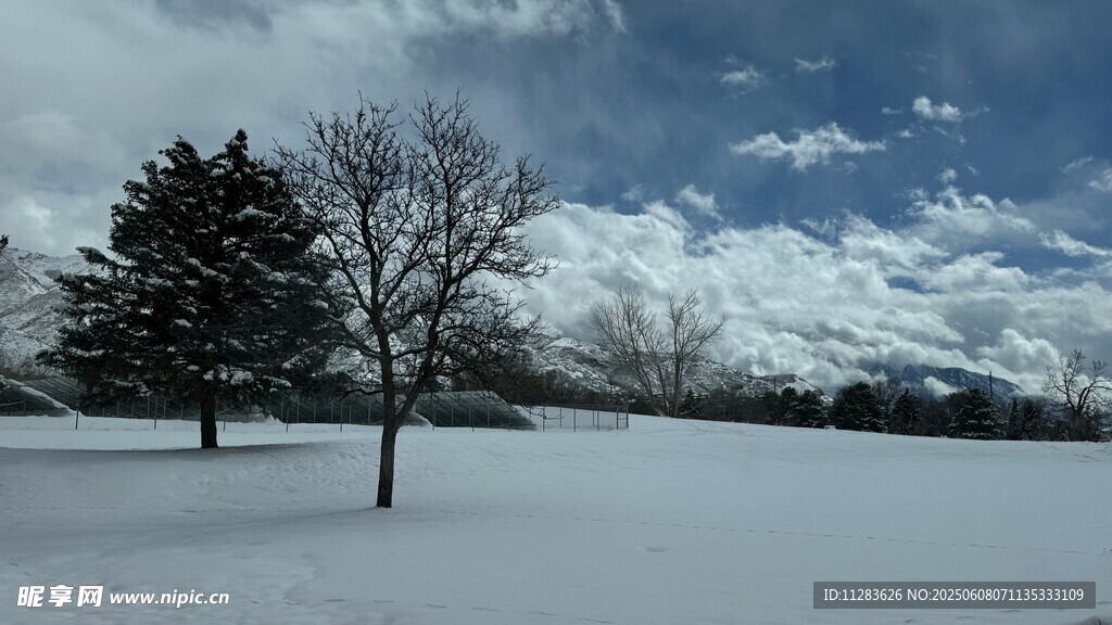 冬日雪景中的树木