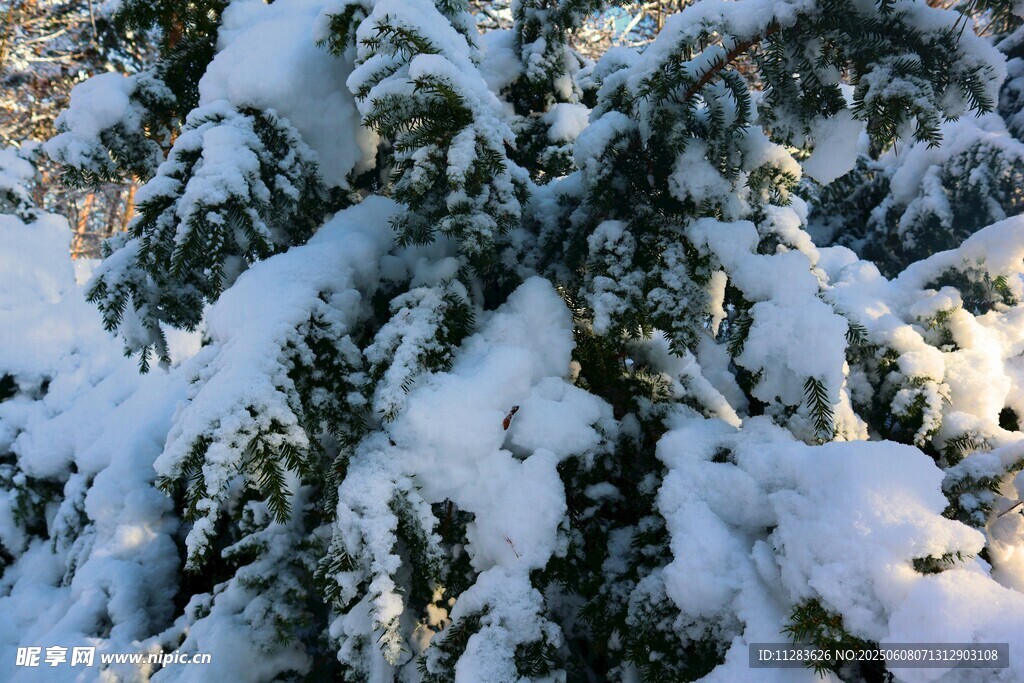 雪覆棕榈树美景