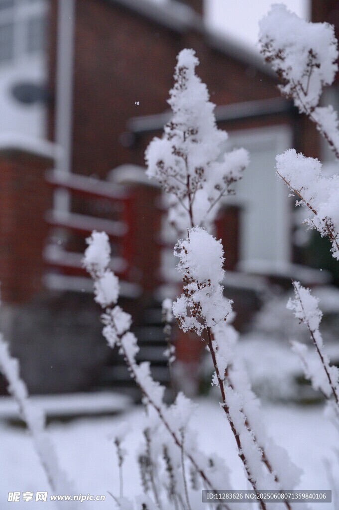 雪覆枝丫的冬日景致