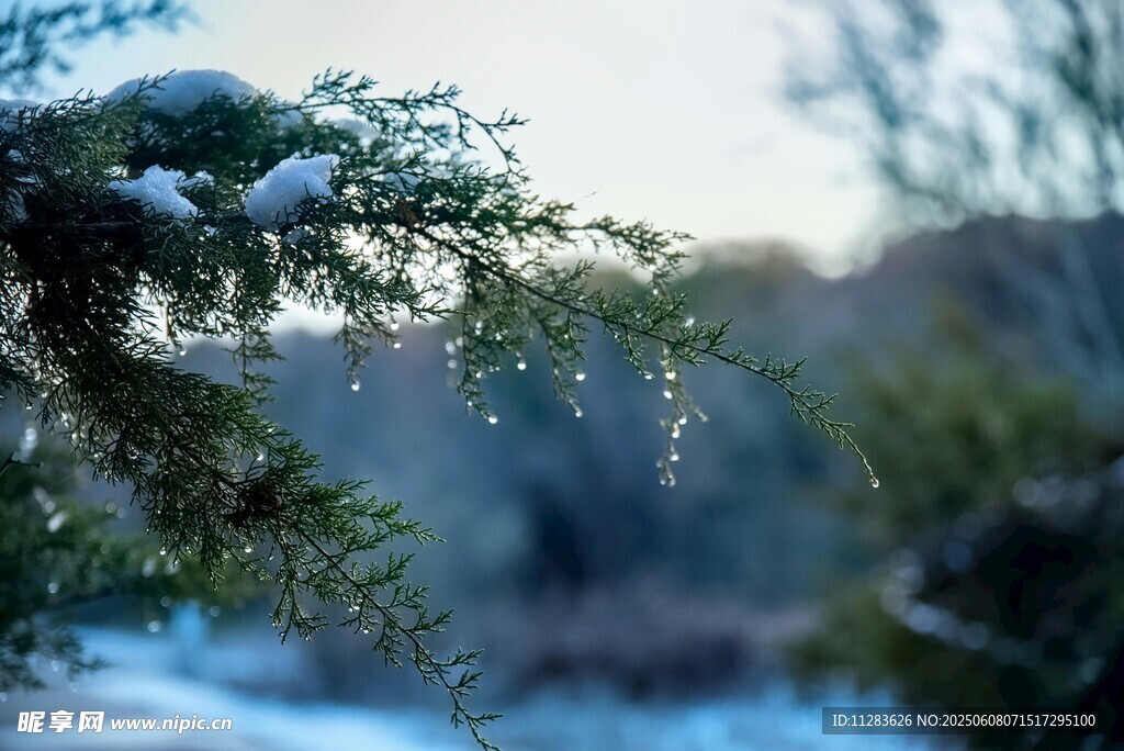 雪覆松枝的冬日景致