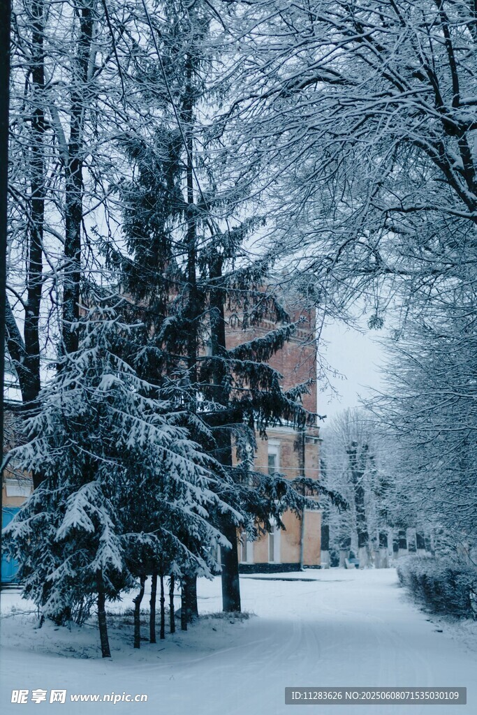 雪后林间