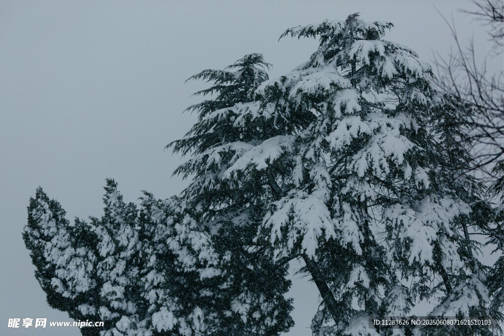 雪覆青松美景