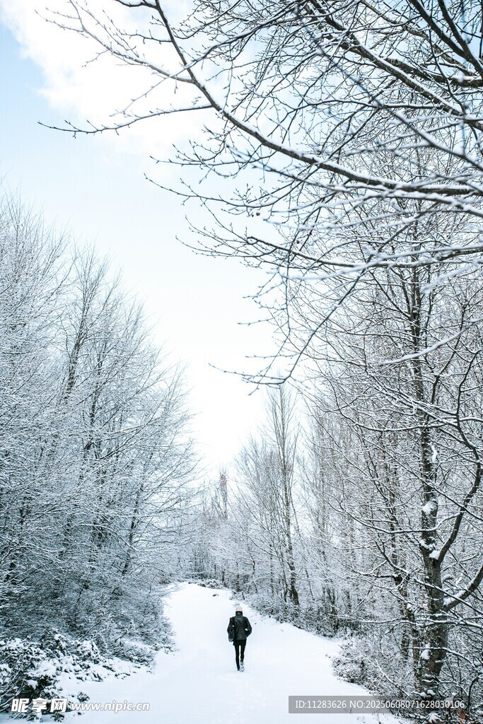 雪林独行人