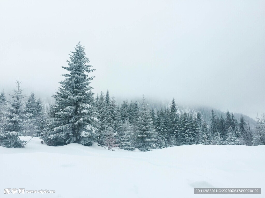 雪覆松林的冬日美景