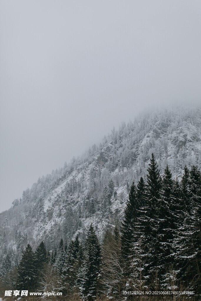 雪覆山林的静谧冬日景象