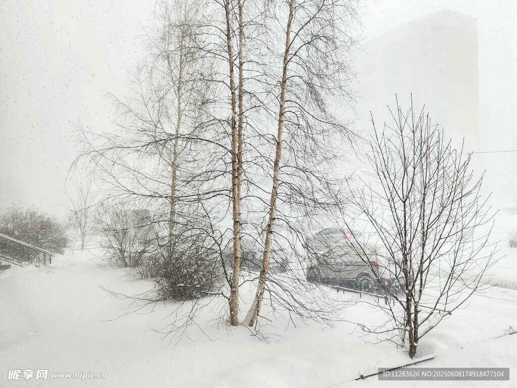 冬日雪景中的枯树