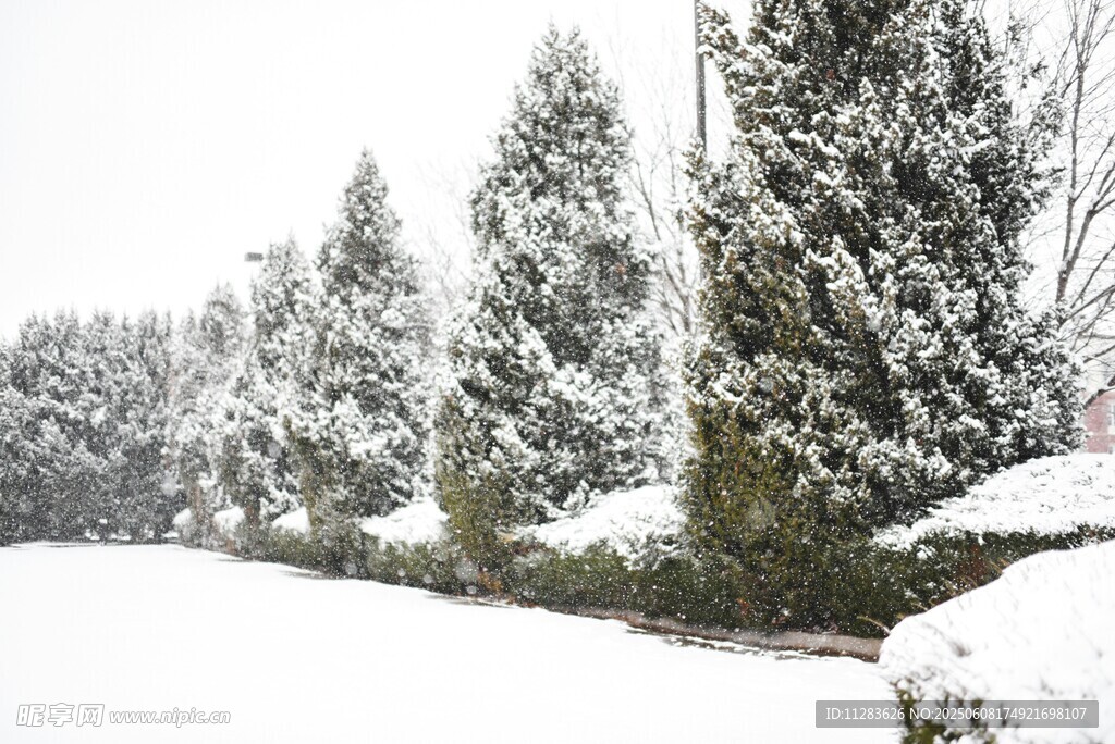 雪覆树木的冬日美景