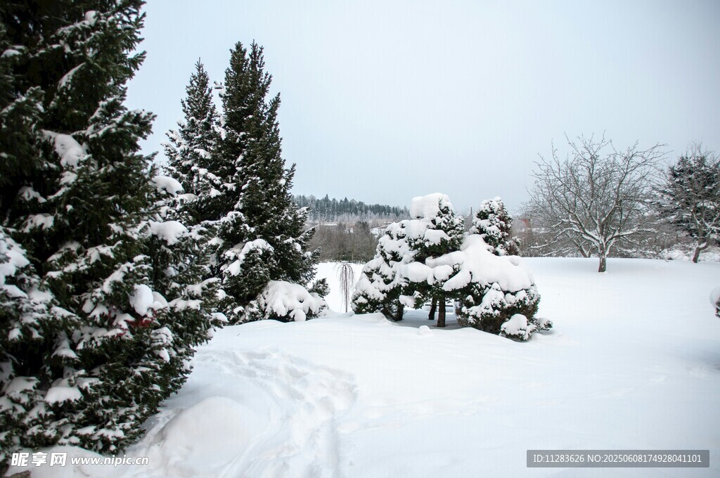 冬日雪景中的树木与积雪