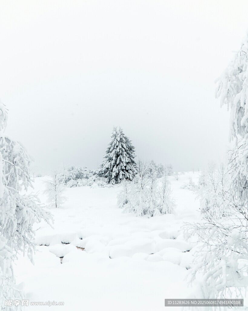 冬日雪景中的孤树
