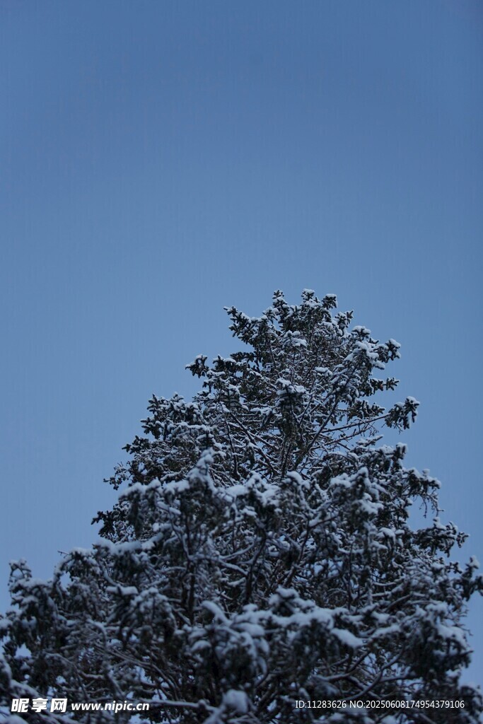 雪覆松树蓝天背景图