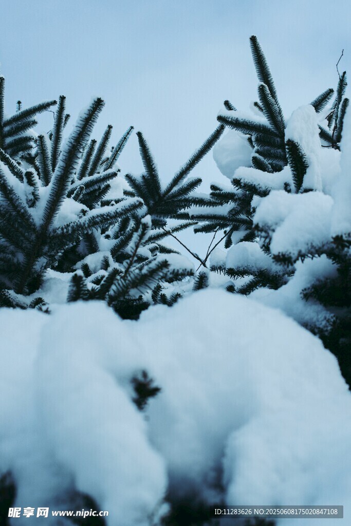 雪覆松枝的冬日美景