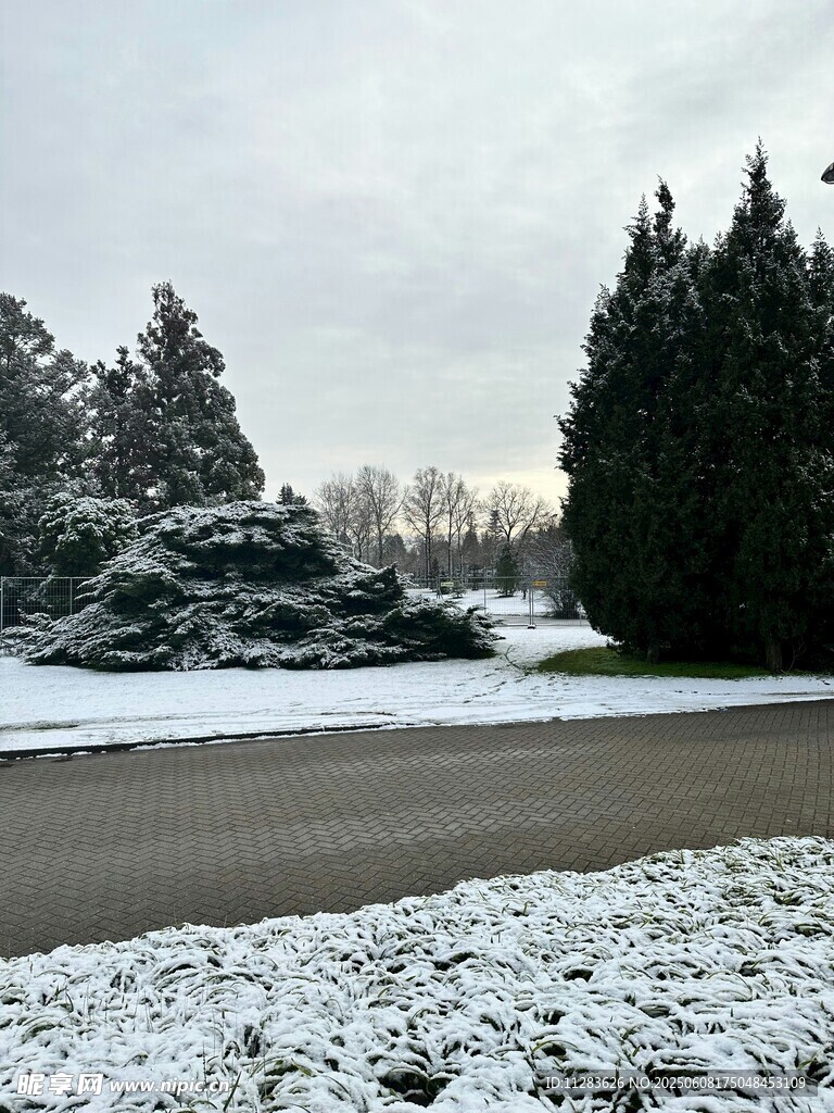 冬日雪覆道路与树木景观