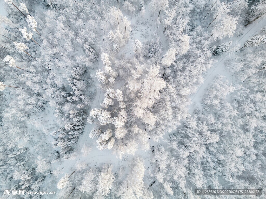 冬日雪景树梢覆雪美景