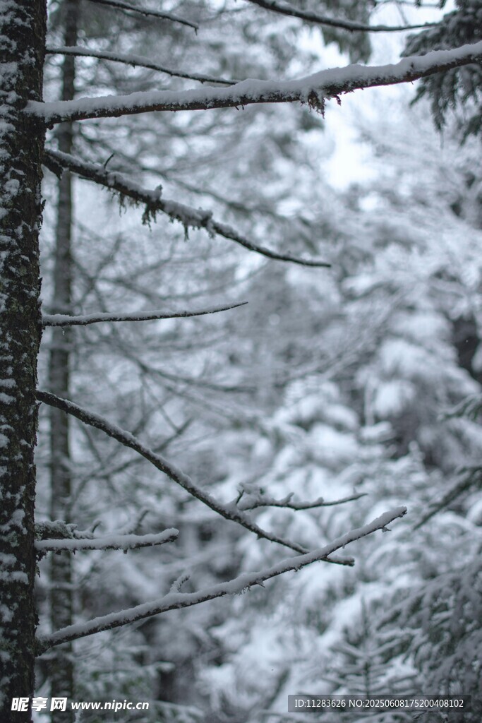 雪覆松林美景