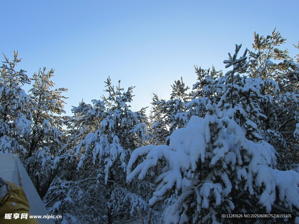 雪覆树木的冬日美景