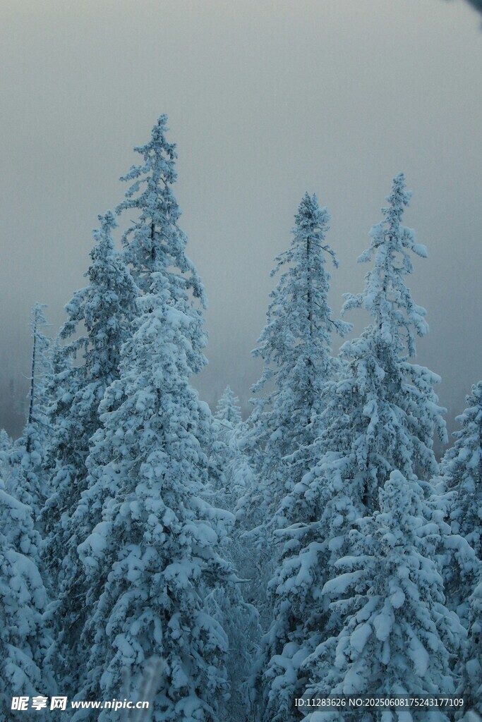 雪覆松林美景
