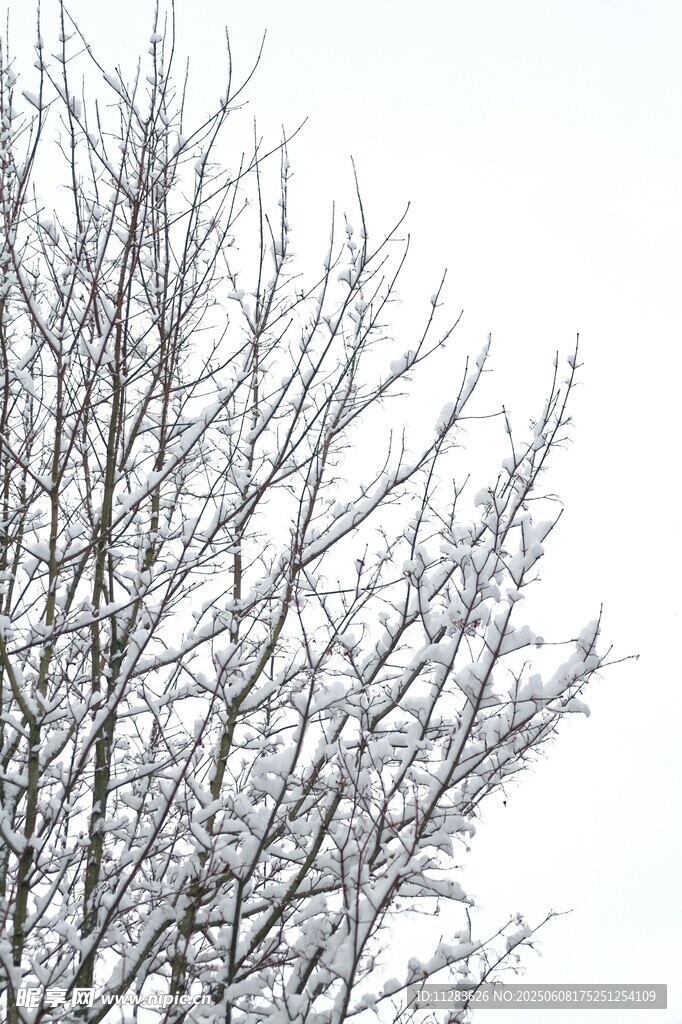 枝头覆雪的冬日树木景象