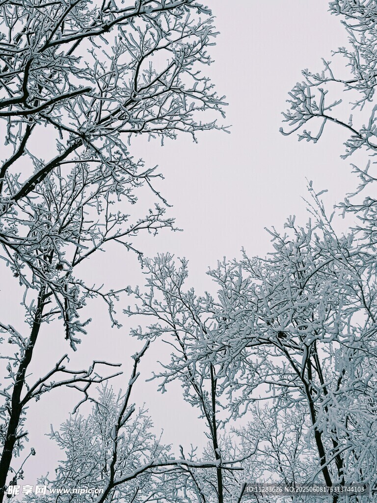 雪覆树枝的冬日景致