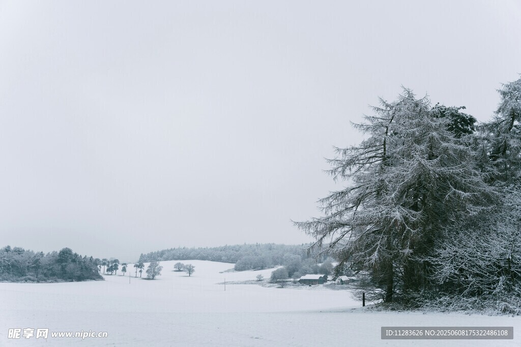 冬日雪景中的树木与旷野