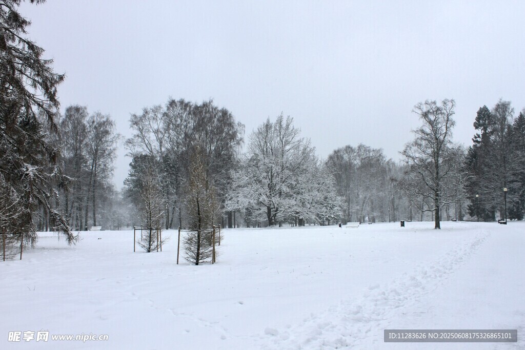 冬日雪景中的静谧树林