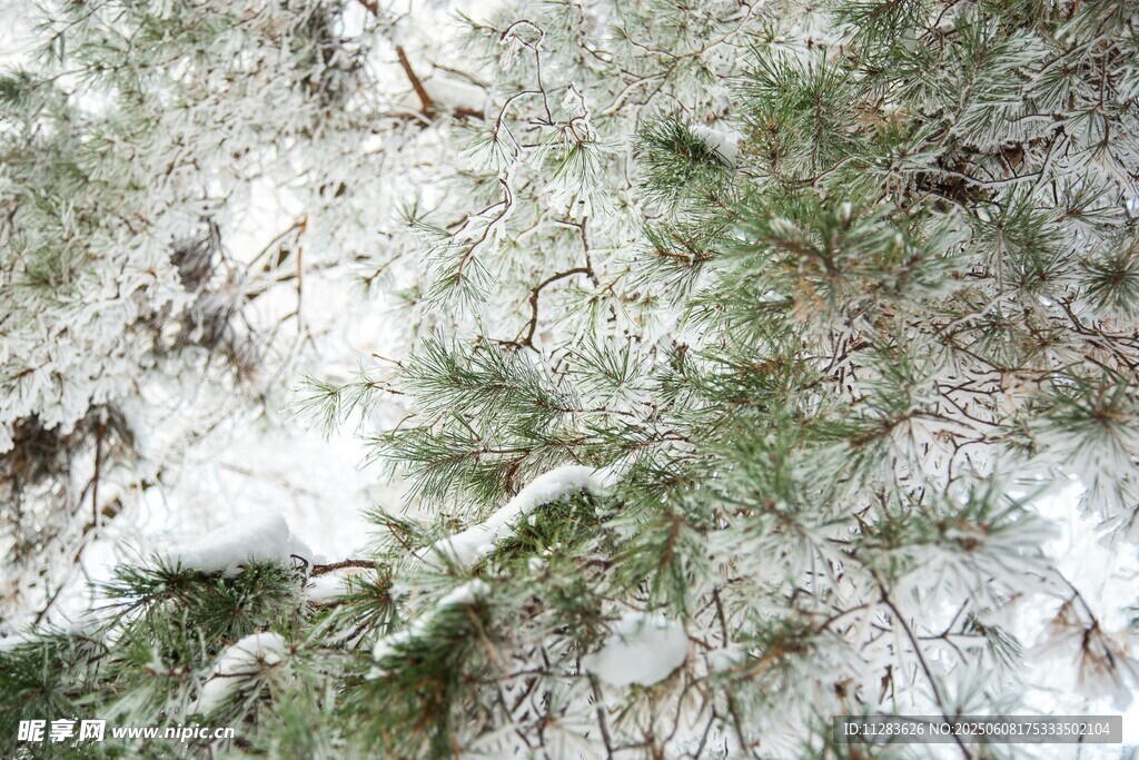 雪覆松枝美景