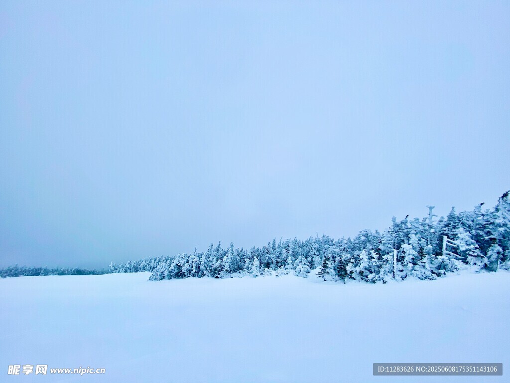 冬日雪景中的雪覆树木